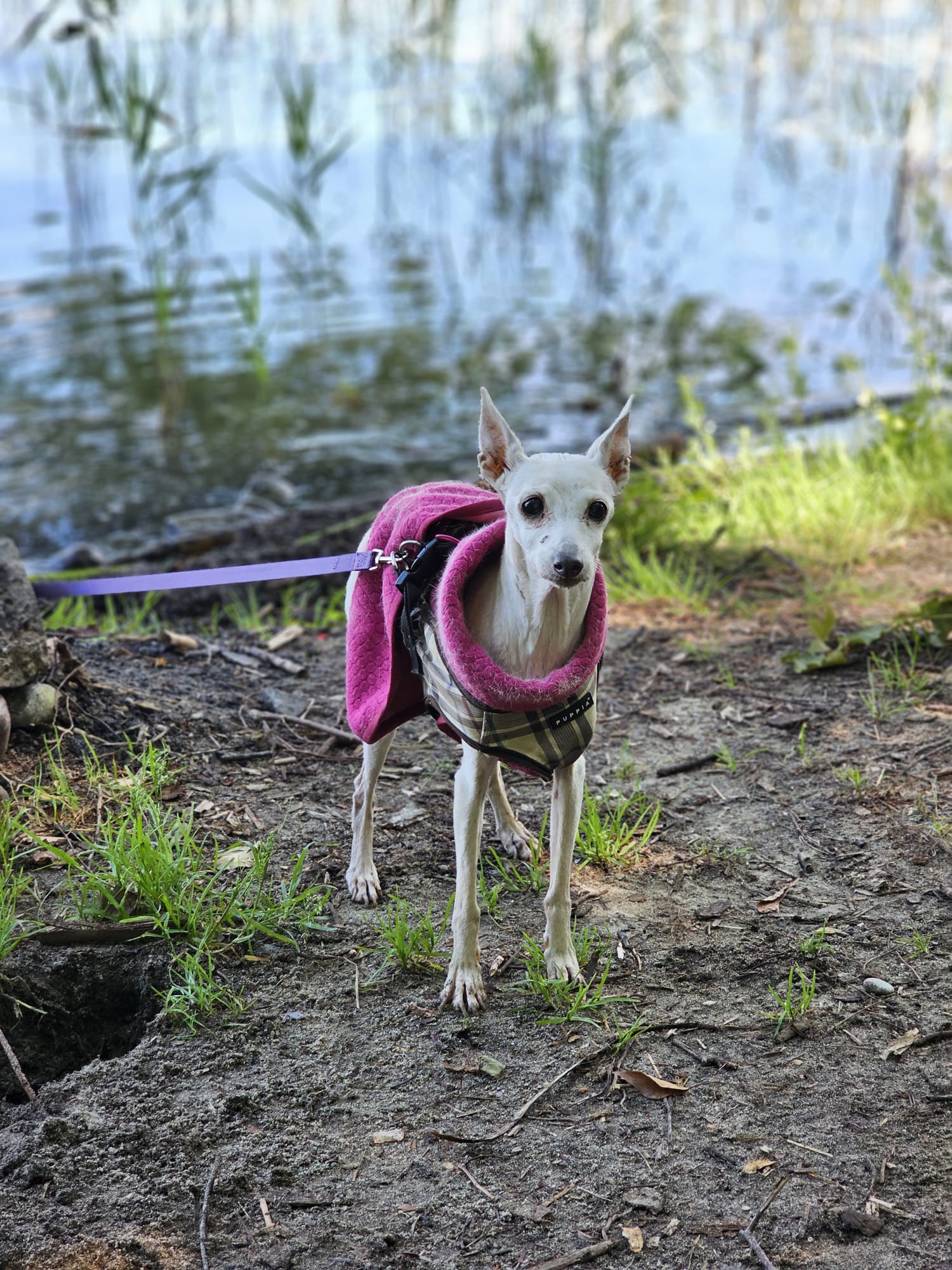 Windspiel-Hündin: MILA